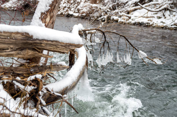 Icicles Hanging From a Tree Branch Over a Cold Mountain River After a Snowstorm