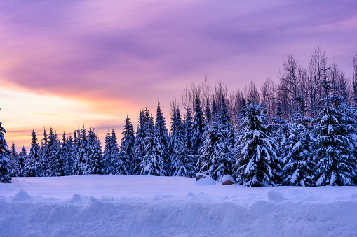 Snow covered trees sunset sky. Horizontal winter landscape
