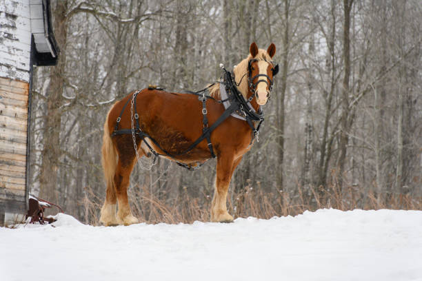 Close-up portrait of a Mongolian Horse  captured the horse enduring the harsh winter cold, its rich brown coat dusted with frost. The fine ice crystals cling to its thick fur and bridle, emphasizing the frigid environment. The horse's muzzle, whiskers, and eyelashes are coated in frost, highlighting the resilience of this strong animal in extreme conditions. Its partially visible eye conveys a quiet endurance, while the texture of its mane and harness add depth and detail to the image. The blurred snowy background enhances the sense of isolation and cold, making this a powerful depiction of life in winter’s grasp.