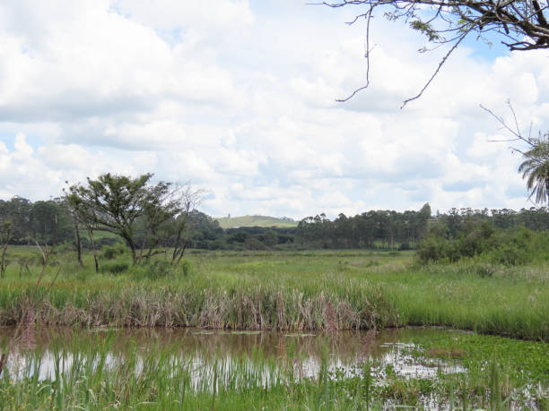 istock Pond in a brazilian forest 1197025785