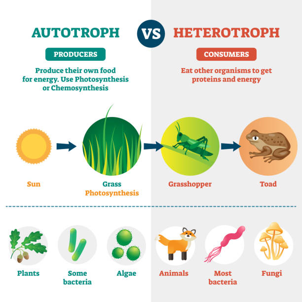Heterotroph and autotroph vector illustration. Labeled biological division. Heterotroph and autotroph vector illustration. Labeled biological division scheme for plants, bacteria, algae, animals and fungi. Compared producers and consumers in nature. Energy source difference. autotroph stock illustrations
