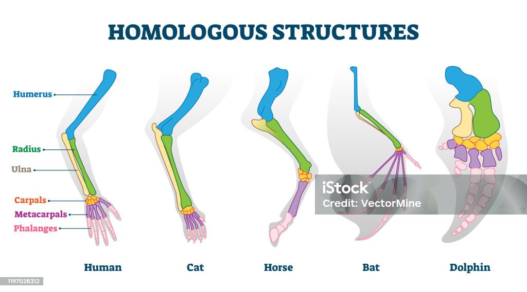 Homoeologous Example Homologous Structure Vector Illustration Biological Species Example ...