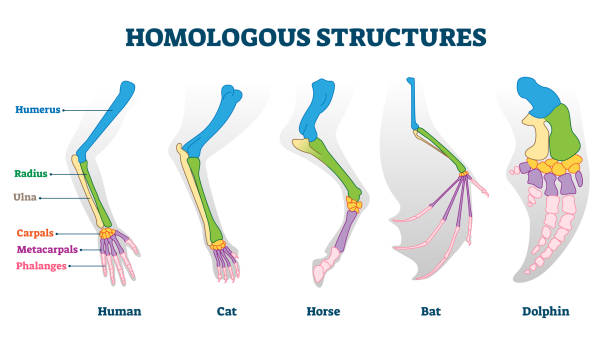 Homologous structure vector illustration. Biological species example scheme Homologous structures vector illustration. Biological species example scheme. Labeled structural diagram with bone titles. Humerus, ulna and carpals in various creature skeletons from common ancestry. labeled hand bones stock illustrations
