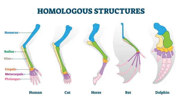 Vector illustration of Homologous structure vector illustration. Biological species example scheme