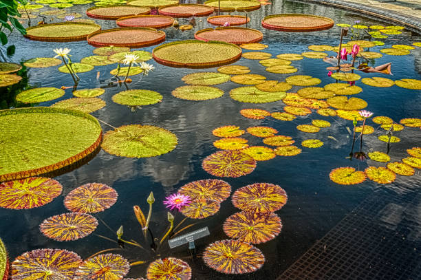 istock Longwood Gardens 1197028917
