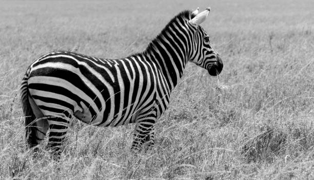 istock black and white zebra looking into pasture 1197028932
