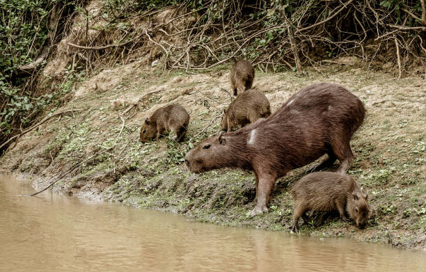 istock The Pampas (outside Rurrenabaque, Bolivia 1197029021