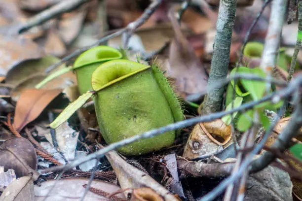 Bako National Park - Pitcher plant (Nepenthes)