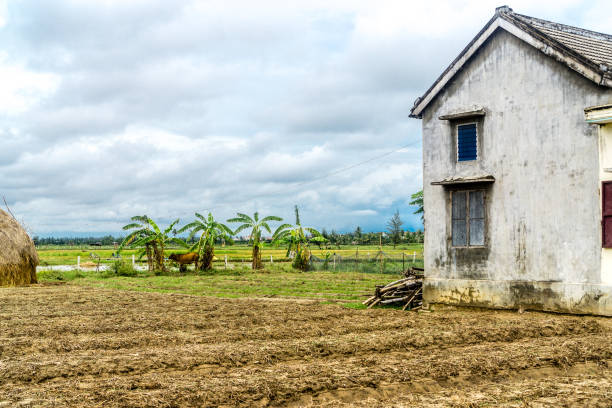 Hoi An Rice Fields