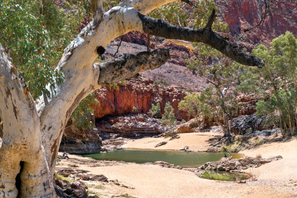 istock Remnant Water Hole, Northern Territory, Australia 1197031802