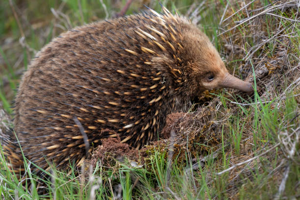 istock Short-beaked Echidna from the Side, Tasmania, Australia 1197032591