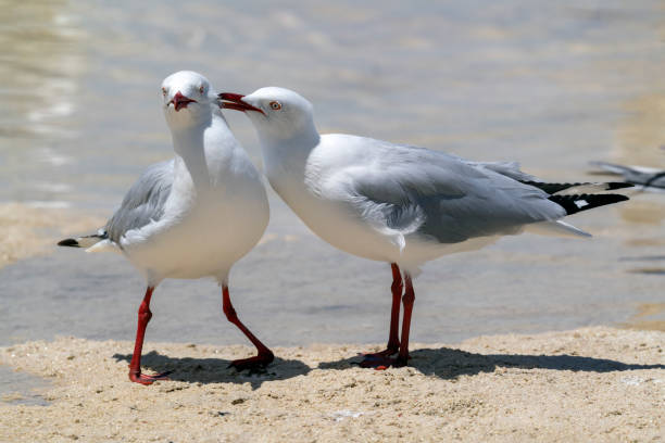 Seagulls flying in the clear blue sky in the direction of the sun. (freedom concept)