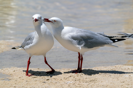 Silver Gulls (Chroicocephalus novaehollandiae) demonstrating courtship behavior on Lady Elliot Island off the coast of Queensland, Australia.