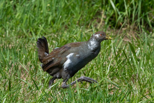 The Tasmanian Native-Hen (Tribonyx mortierii) is a large flightless rail found in all parts of Tasmania except the southeast quarter of the island.