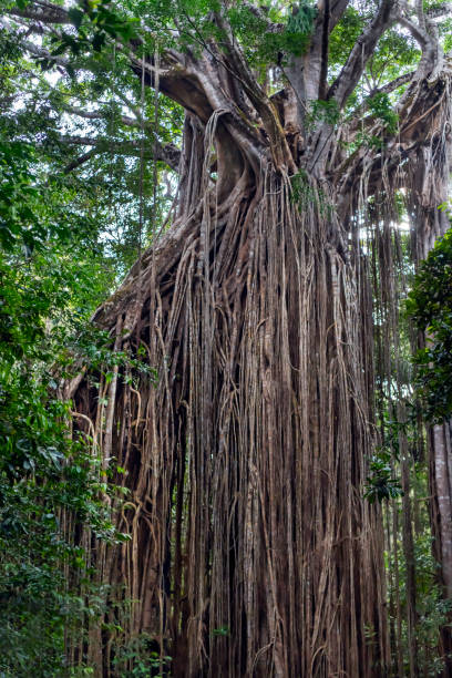 istock The Curtain Fig Tree, Queensland, Australia 1197032649