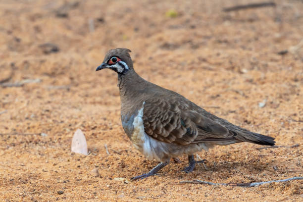 istock Squatter Pigeon at Granite Gorge, Queensland, Australia 1197032652