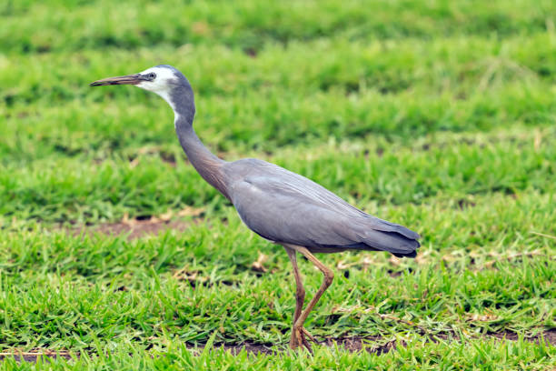 istock White-faced Heron in a Field, Queensland, Australia 1197033318