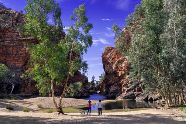 Water Hole and Gum Trees, Northern Territory, Australia Desert oasis in a rocky canyon with eucalyptus trees near Alice Springs, Northern Territory, Australia. alice springs photos stock pictures, royalty-free photos & images