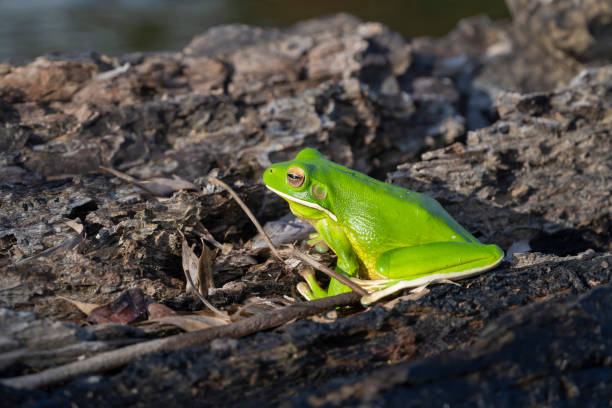 Sleepy green tree frog that is relaxing on a large green leaf
