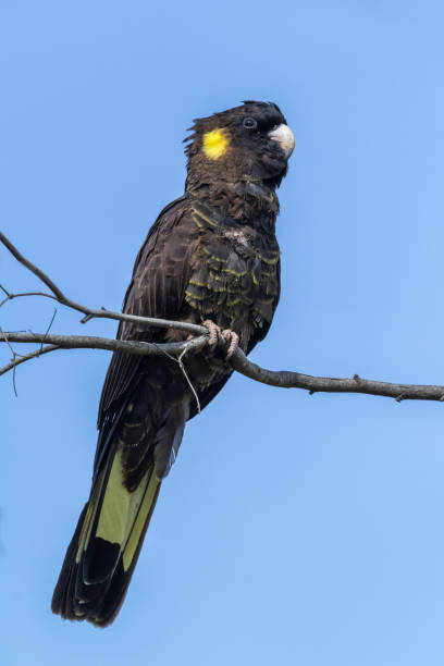 istock Yellow-tailed Black Cockatoo Facing Left, Tasmania, Australia 1197033501