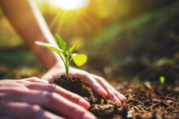 istock people preparing to grow a small tree with soil in the garden 1197036634