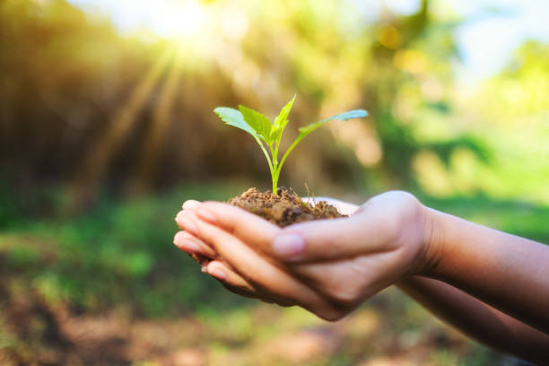 istock hands holding small tree with soil to grow with nature background 1197036642