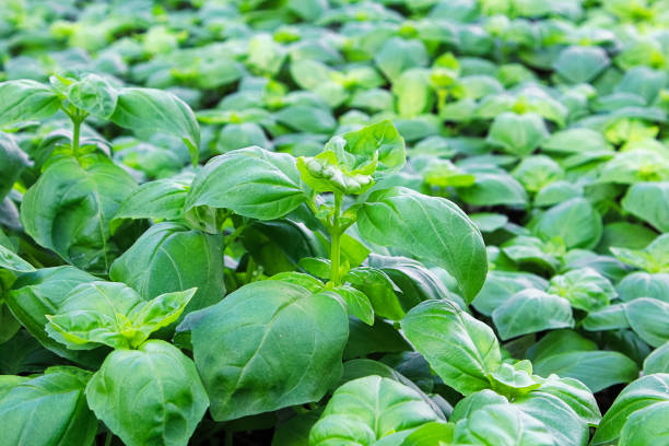 istock Background of green basil plants growing together 1197037577