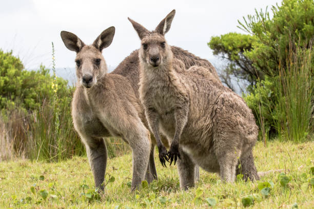 Male and Female Eastern Grey Kangaroo Male and Female Eastern Grey Kangaroo eastern gray kangaroo stock pictures, royalty-free photos & images