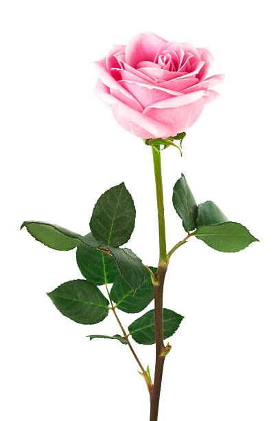 istock A single pink rose on stem on a white background 119703911