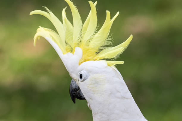 istock Sulphur-crested Cockatoo 1197039182