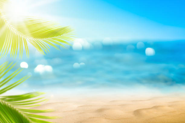 istock Blur beautiful nature green palm leaf on tropical beach with bokeh sun light wave abstract background. 1197044147