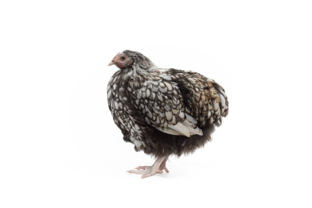 istock Black-and-white Orlington hen posing in the studio 1197049584