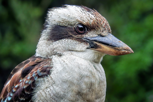 Australian native Laughing Kookaburra (Dacelo novaeguineae) extremely close up