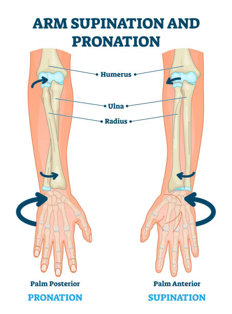Arm supination and pronation ripl fitness