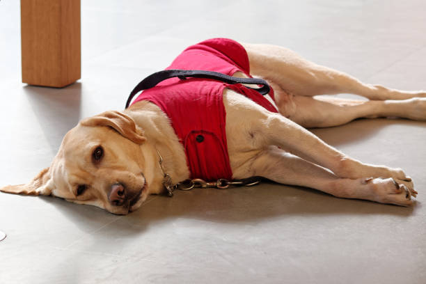 istock Guide dog in red dog clothes lying on ground and looking at camera friendly, Labrador retriever is a friendly dog could be used as guide dog for blind people. 1197052617