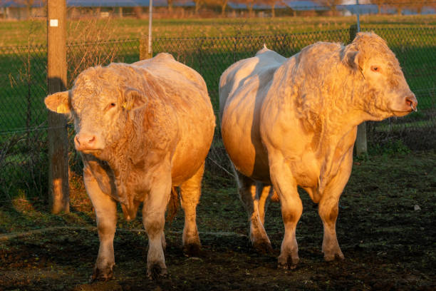 istock Breeding bulls Charolais Meat 1197053335