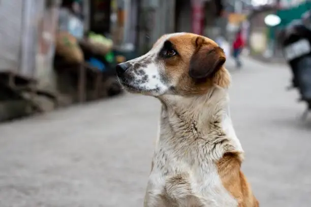 Photo of Street Dog