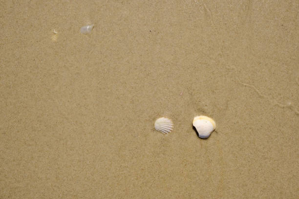 istock Small Seashells on a Beach in Thailand 1197055581