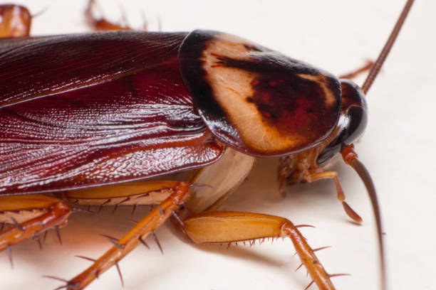 istock Macro of cockroach 1197055780