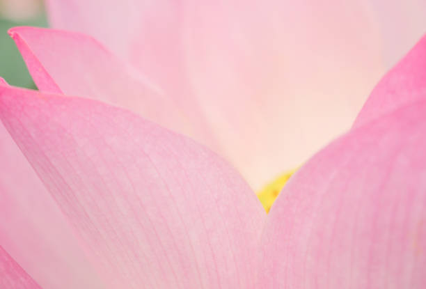 istock pink lotus flower in nature background 1197055784
