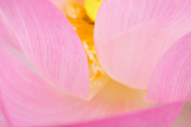 istock pink lotus flower in nature background 1197055806
