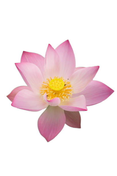 istock pink lotus flower in nature background 1197055811