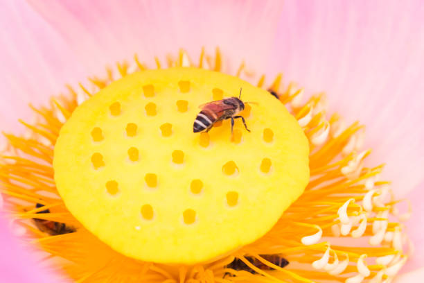 Beautiful honey bee collecting pollen on a violet flower, with a green background out of focus, on a spring day - Valladolid - Spain
