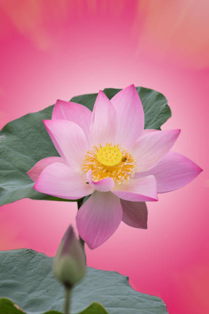 istock pink lotus flower in nature background 1197055842