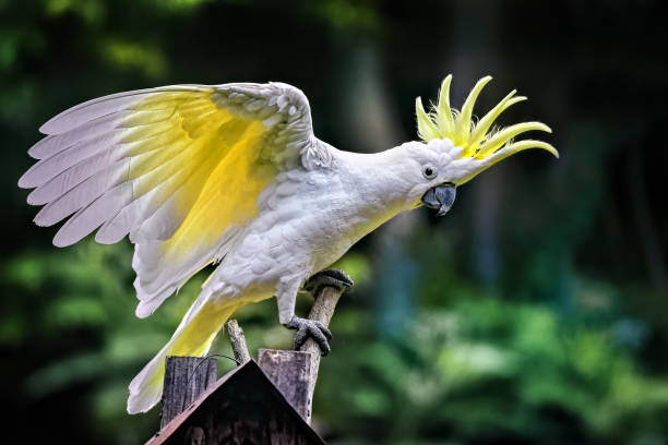 Sulphur Crested Cockatoo Cacatua galerita with outstretch wings sulphur crested cockatoo photos stock pictures, royalty-free photos & images