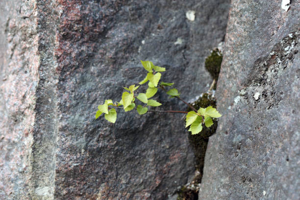 Grey stone surface covered with little plant growing from a crack in the stone. Beautiful closeup color photo of details of the nature of Finland. Concept of endurance, persistence and motivation.