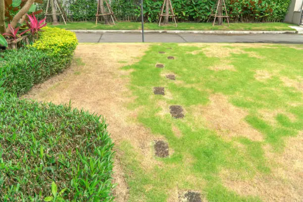 Photo of The lawn in front of the house is disturbed by pests and diseases causing damage to the green lawns, lawns in poor condition and requiring maintenance.