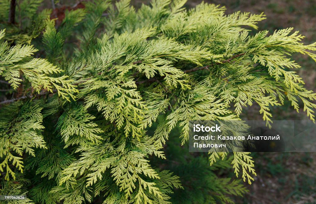 Taxodium distichum es un árbol de coníferas caducifolio de la familia Cypress - Foto de stock de Ciprés de los Pantanos libre de derechos