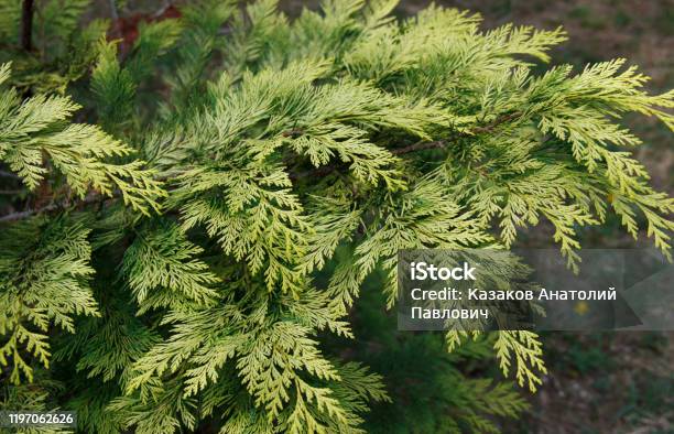 Taxodium Distichum Es Un Árbol De Coníferas Caducifolio De La Familia Cypress Foto de stock y más banco de imágenes de Ciprés de los Pantanos