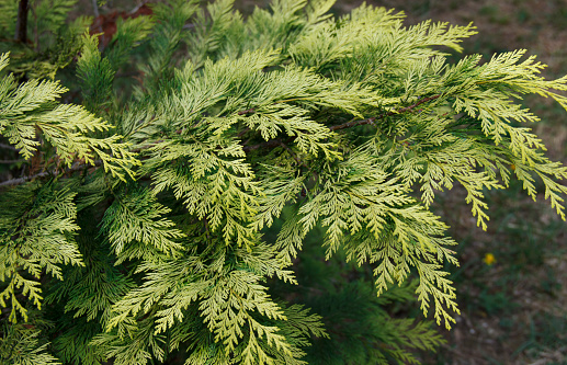 Taxodium distichum is a deciduous coniferous tree of the Cypress family.